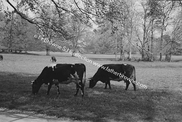 CATTLE ON THE FARM